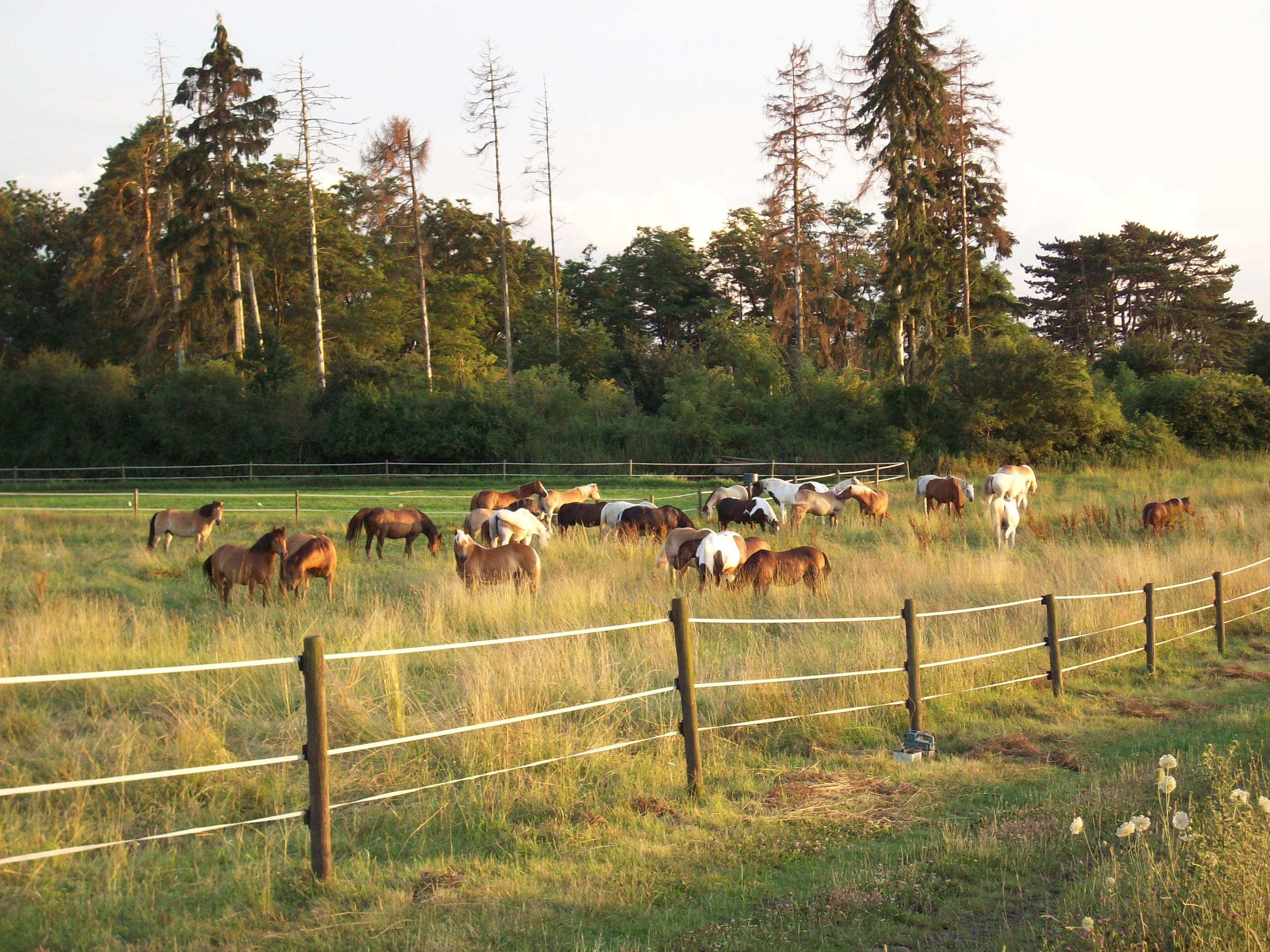 Ev. Freizeitzentrum mit Pferden e.V.
